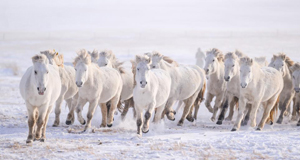 白驹踏瑞雪