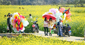 油菜花开春意浓