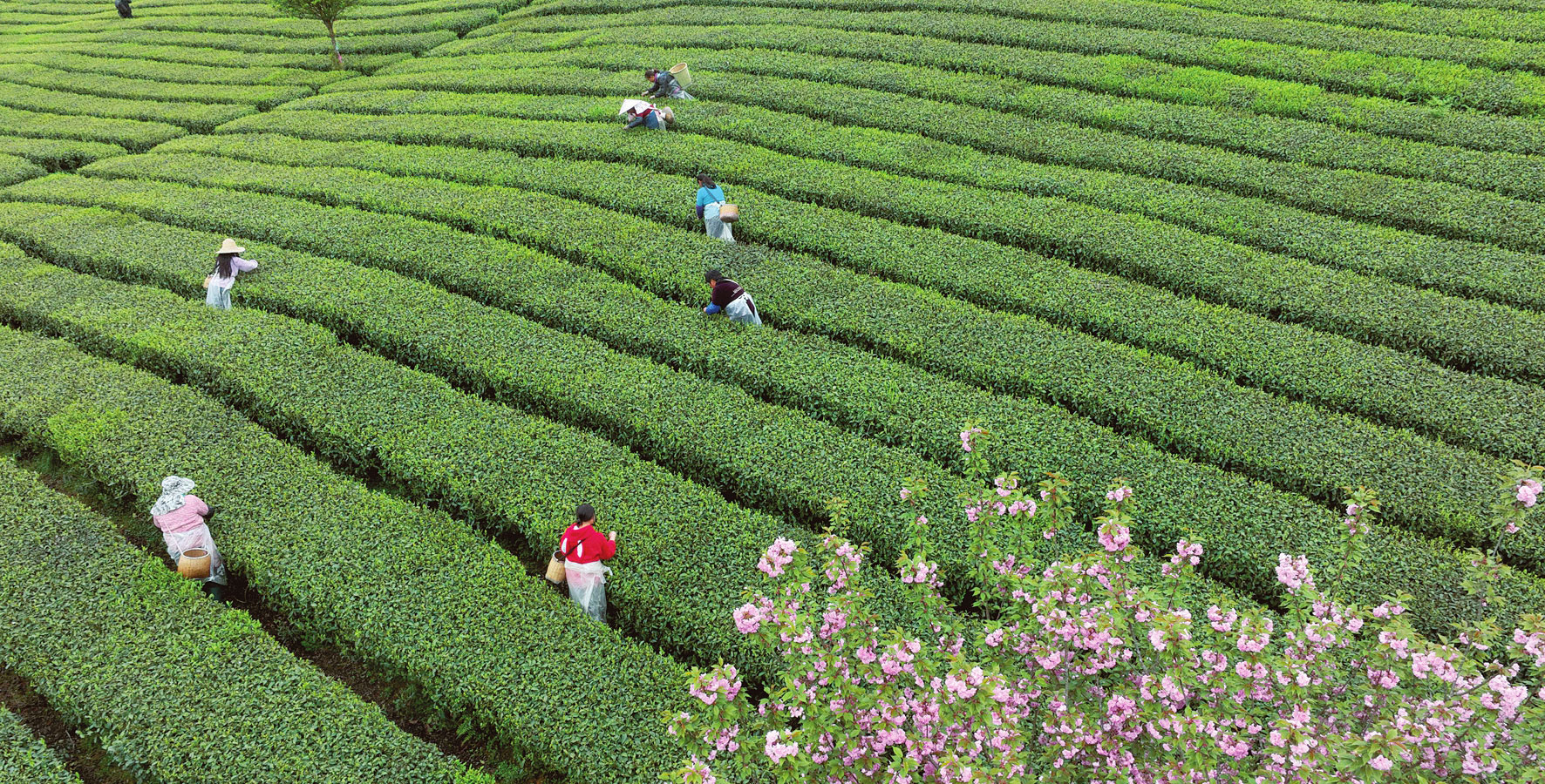 采摘春茶