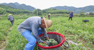 浙江诸暨：山村共富工坊“共富瓜”丰收