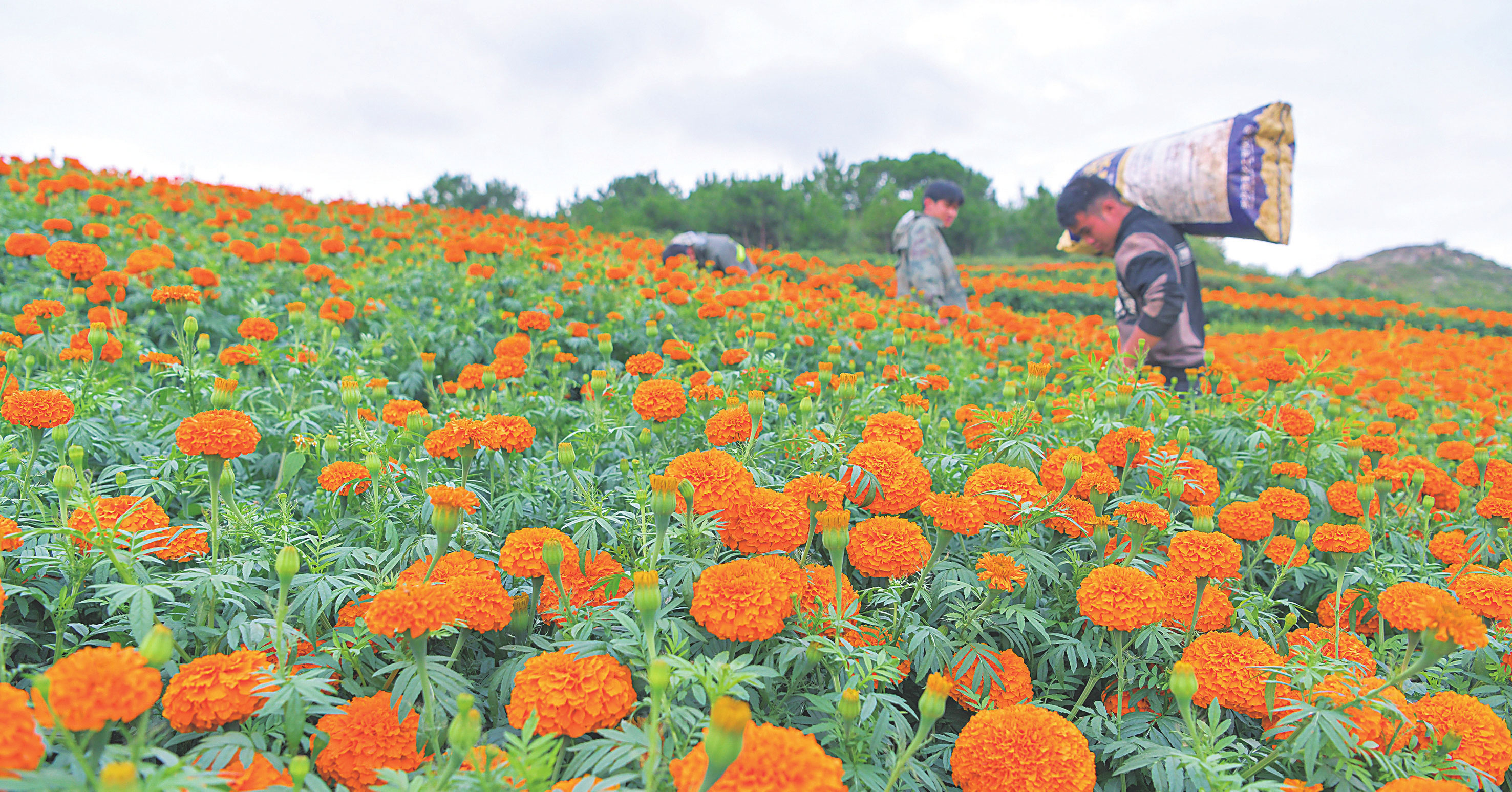 贵州威宁：万寿菊开出“致富花”