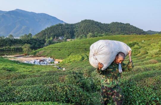 浙江建德：夏茶迎丰收