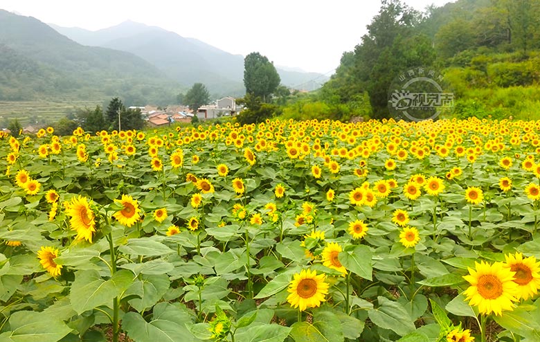 百亩油葵花竞相开