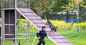 警犬大比武 演练秀技能