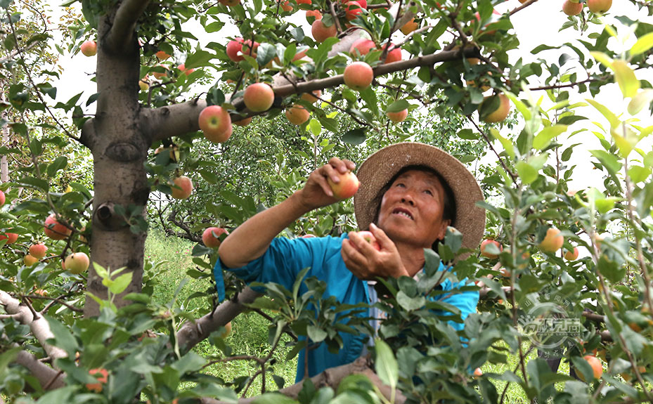 苹果丰收挂满枝 果农采摘忙