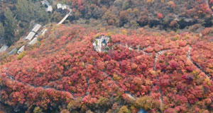 北京：坡峰岭红叶醉深秋