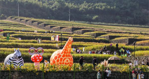 金秋稻田文化节 农旅融合“好风景”