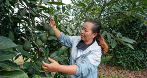 这座小城改变“牛油果靠进口”的历史