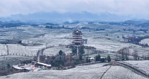 雪后茶海