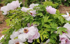 牡丹花开满园春 “花旅融合”助振兴
