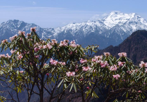 四川平武：千亩高山杜鹃花开迎客来