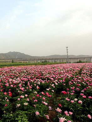 芍药花开引客来