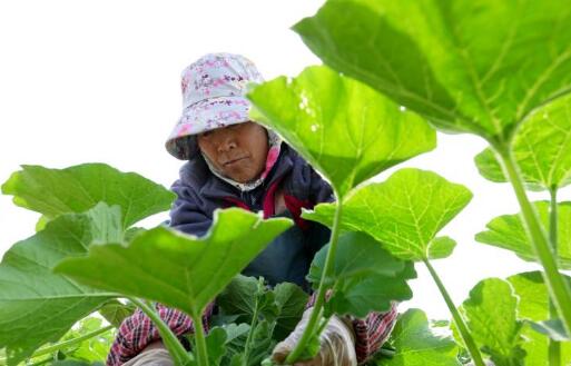 河北卢龙：发展特色农业助力乡村振兴