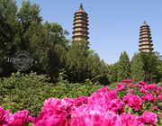 双塔公园迎来芍药盛放期