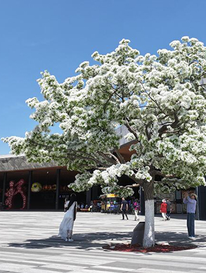 流苏如雪缀枝头