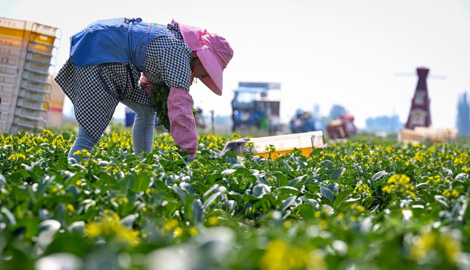 塞上平原冷凉蔬菜进入采收旺季