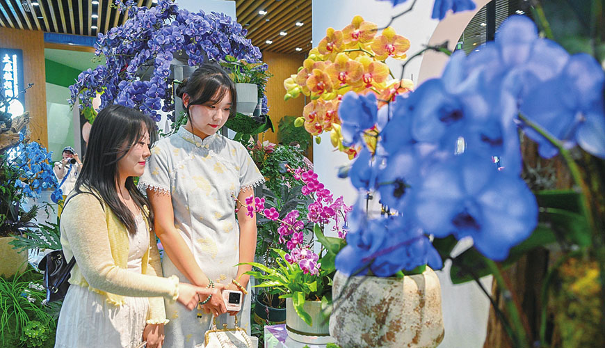 太原植物园举办“蝴蝶兰展”
