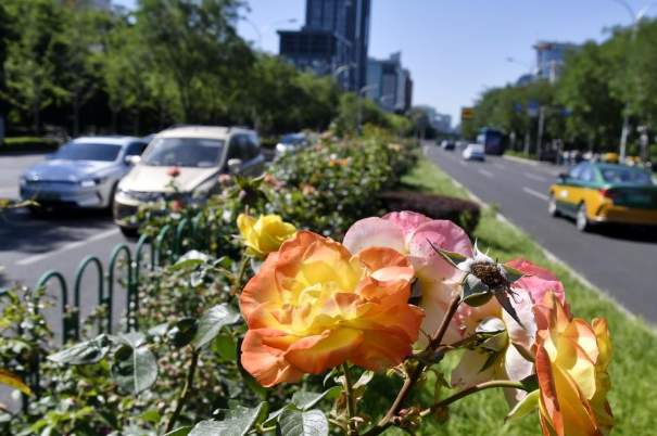 月季花扮靓北京道路