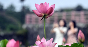 夏日荷花绽放