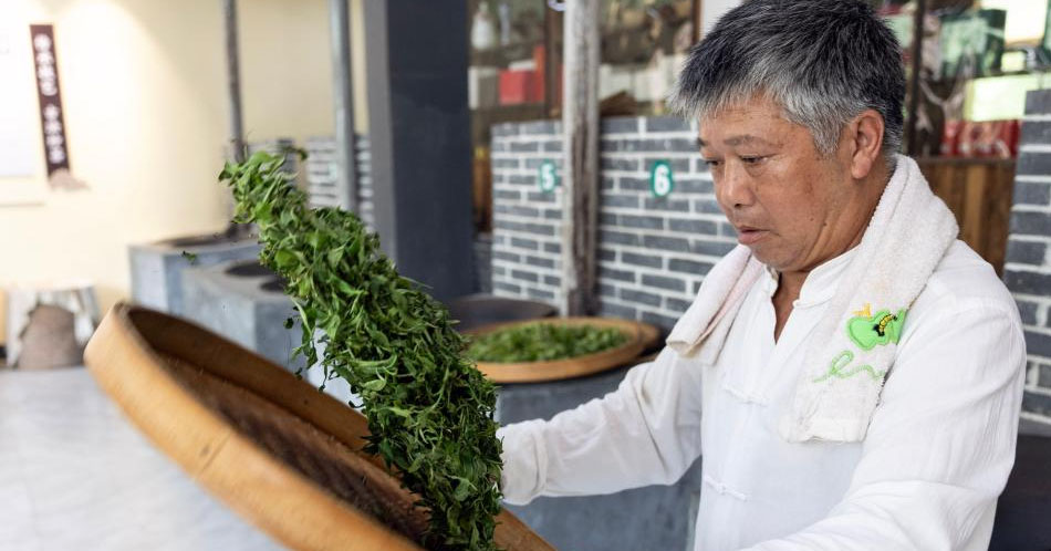 湖南桂东：夏茶采制忙