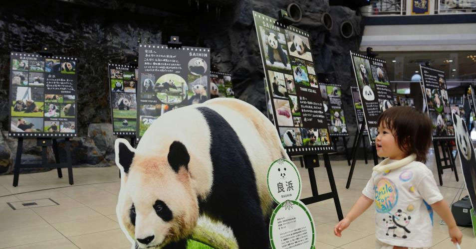 日本和歌山县四只旅日大熊猫即将回国
