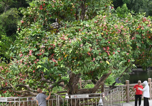 广西南宁：夏日路树果飘香