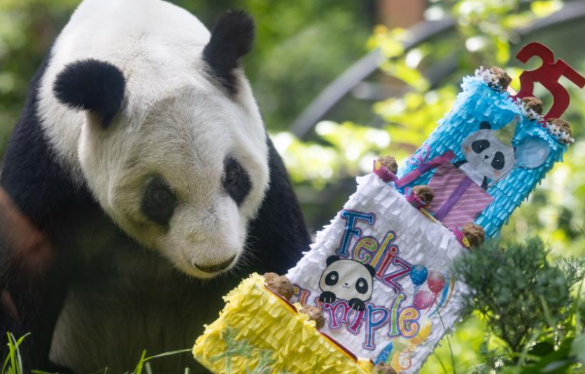 墨西哥举行大熊猫“欣欣”生日庆祝活动