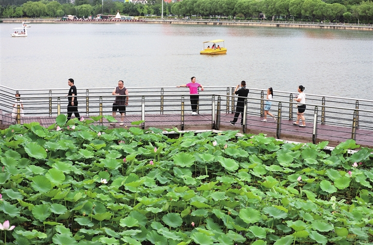 长风商务区跻汾桥畔：夏荷竞相盛开 吸引游客前来观赏