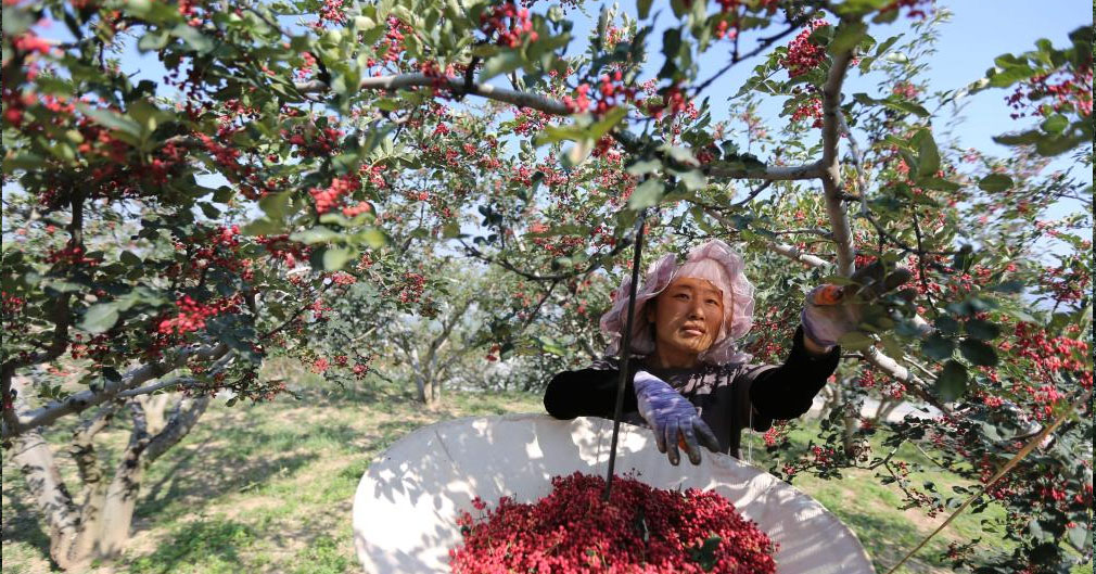 甘谷花椒 助农增收