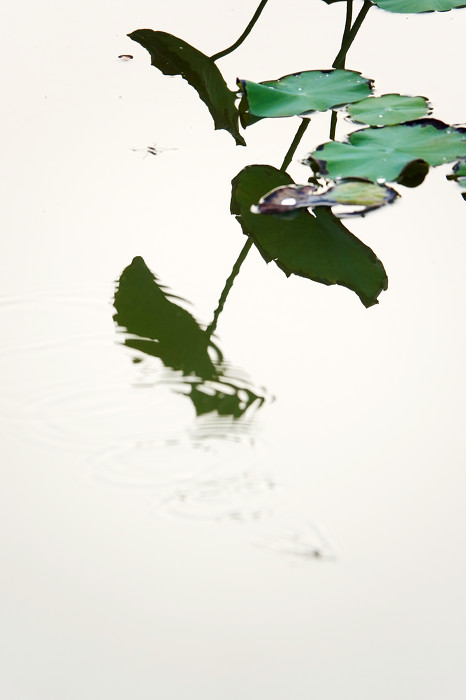 白露海报图：山西运城：“白露”时节“露”莹莹-12824.jpg