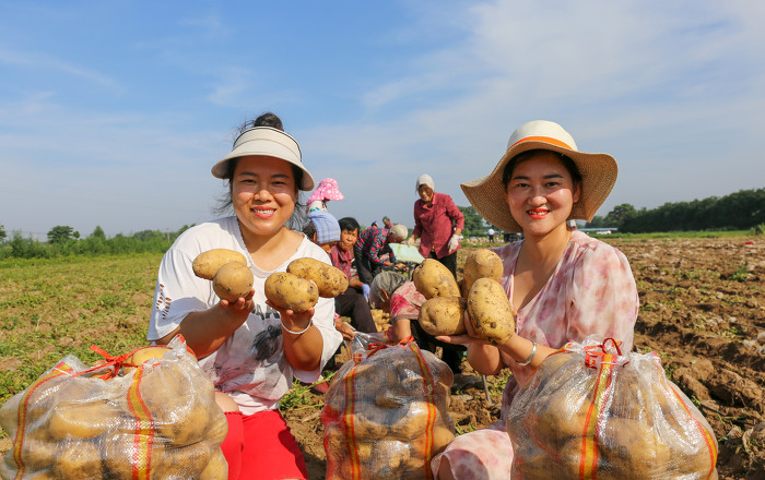 夏县：千亩高产土豆喜迎丰收-29470.jpg