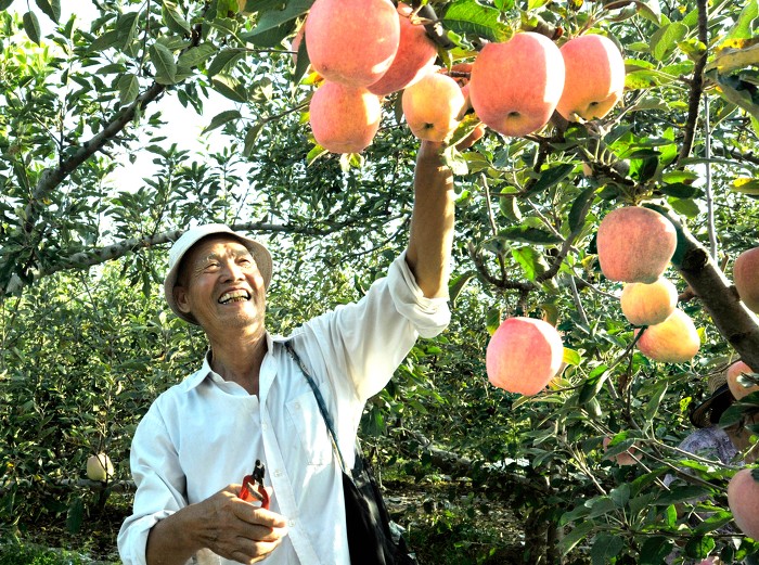 万荣：早熟苹果迎丰收+果农田间采摘忙-33724.jpg