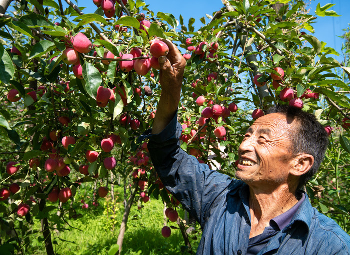 左权：“红不落”鸡心果喜获丰收-33857.jpg