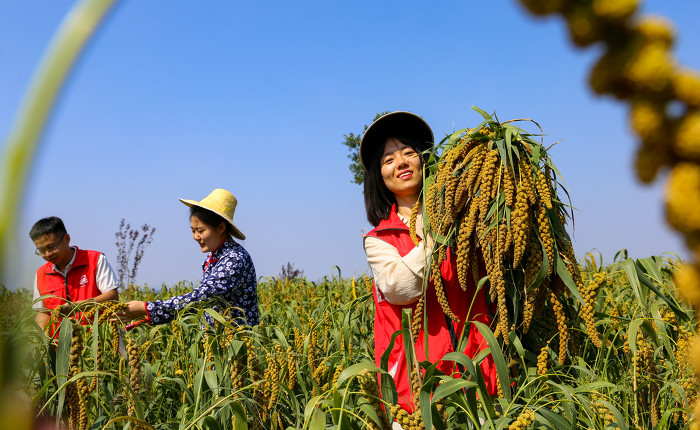 山西夏县：谷子沉甸旬++又是丰收年-34388.jpg