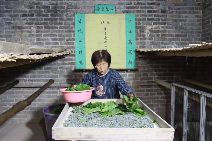 晋城：养蚕托起致富梦+循环经济富农家-34515.jpg