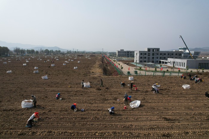 金秋飘香：盂县东梁乡农场马铃薯喜获丰收-35948.jpg
