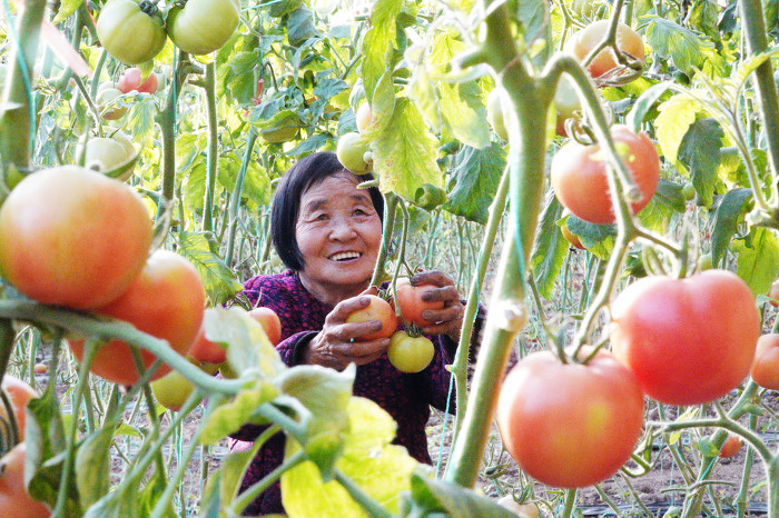 山西新绛：“两节”至十万亩菜园子产供销全天候不打烊-39884.jpg