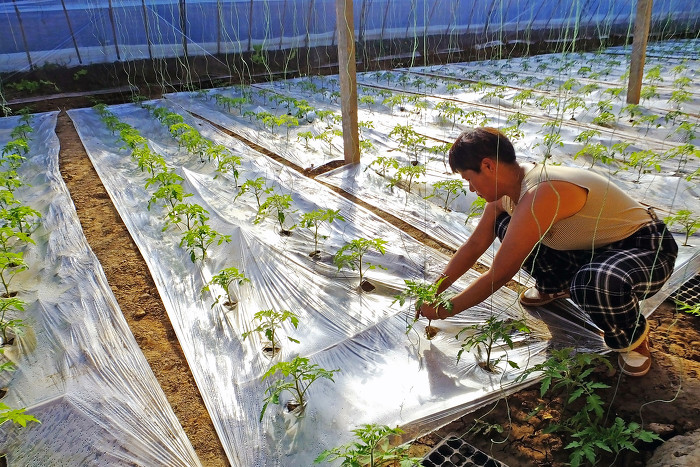 山西新绛：“两节”至十万亩菜园子产供销全天候不打烊-39885.jpg