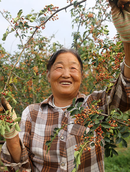 夏县：花椒小颗粒 致富大产业 