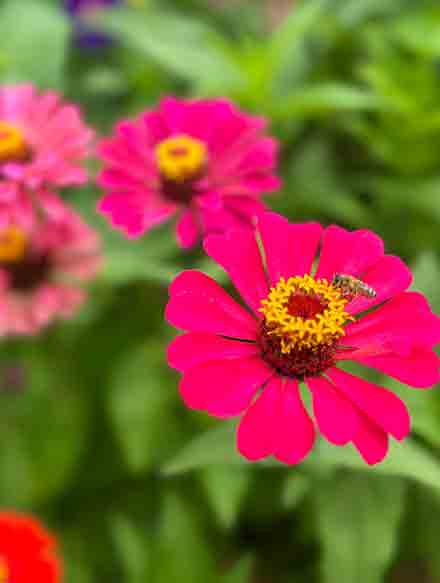 百日菊花开乡村美  