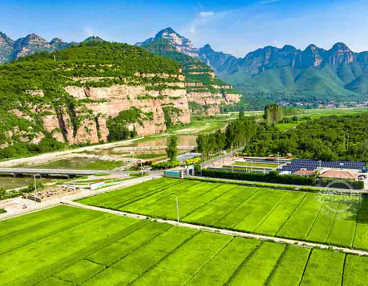 稻浪翻金 田园如画