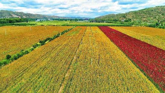 静乐县5万亩藜麦开播