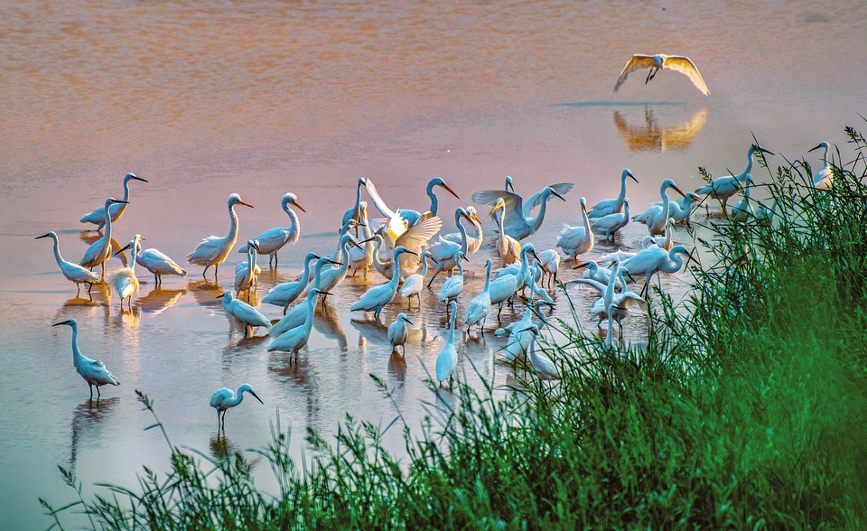 生态湿地鸟儿乐园