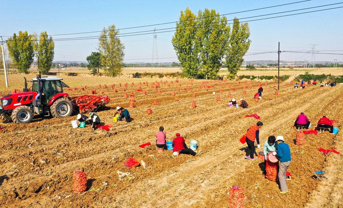 山西日报客户端图片拍客 张秀峰11月7日,运城市夏县禹王镇种植的地黄