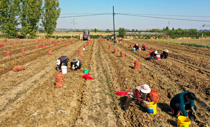 山西日报客户端图片拍客 张秀峰11月7日,运城市夏县禹王镇种植的地黄