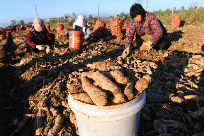 稷山苦地黄种出甜生活
