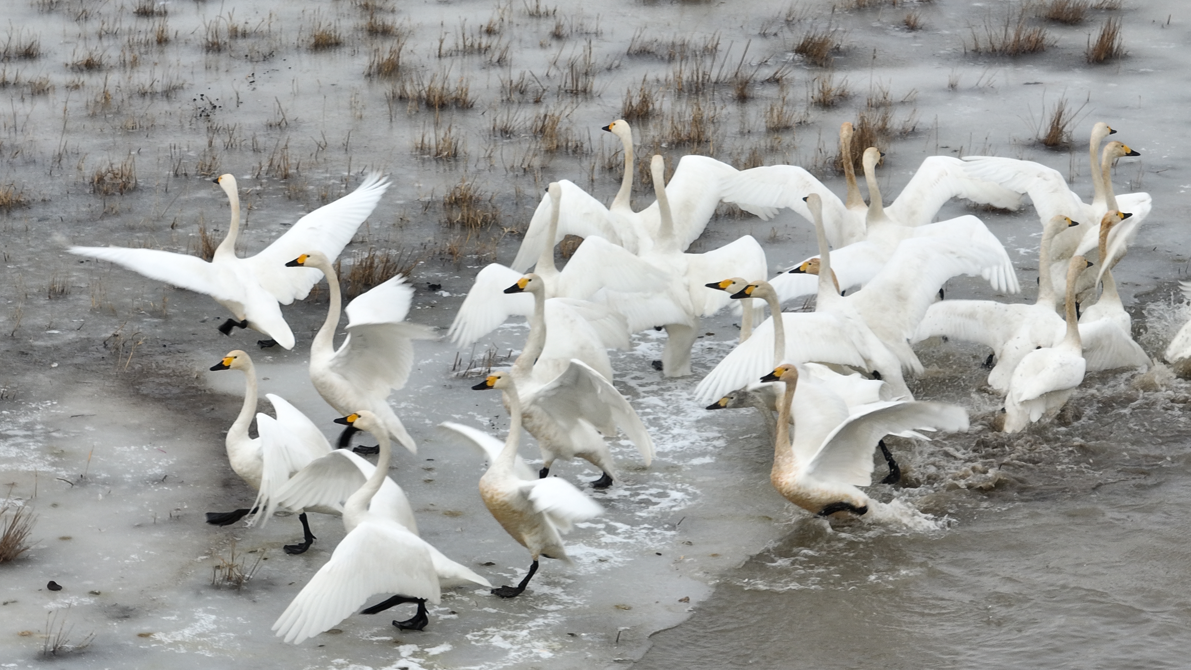 天鹅飞临壶流河在这要呆40天