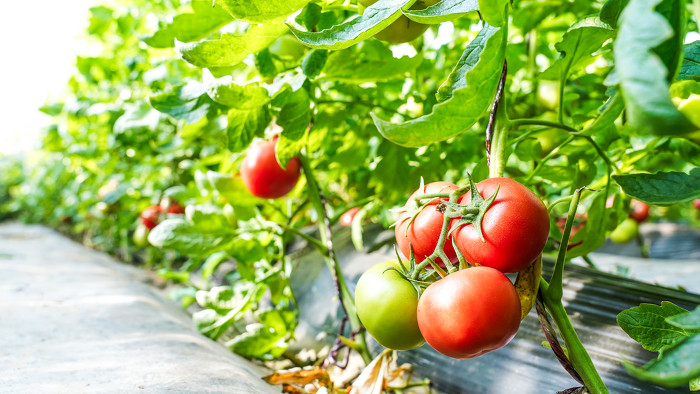 夏县水果西红柿采摘正当时