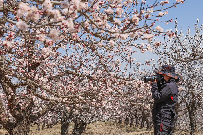 赏杏花节醉人美景享农文旅融合大餐