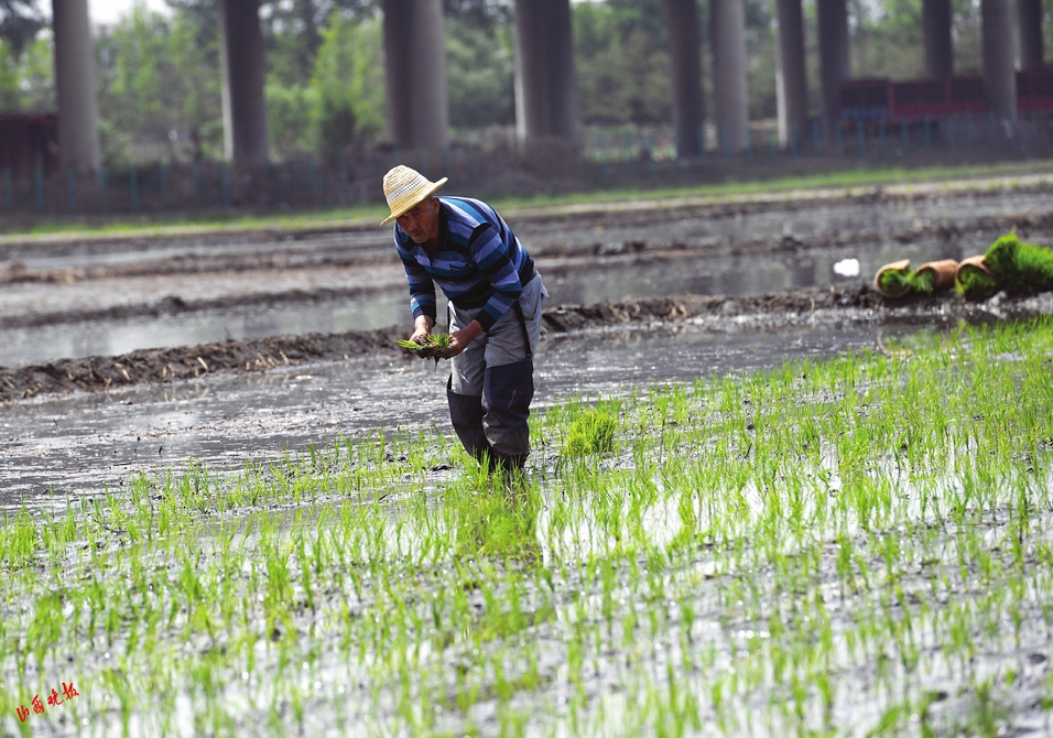 太原市晋祠水稻插秧节上,插秧苗,包粽子等活动丰富多彩,吸引游客驻足